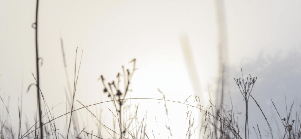 Mit tehetsz a szúnyogcsípés ellen?