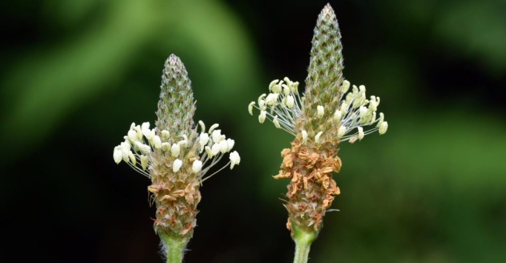 Lándzsás útifű (plantago lanceolata): nem csak légúti megbetegedések ellen jó!