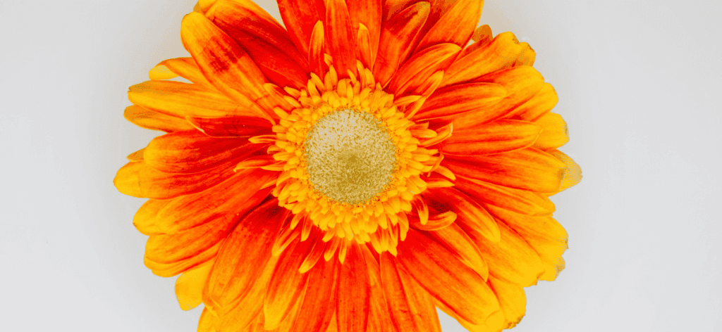 Orvosi körömvirág (calendula officinalis) gyógynövény