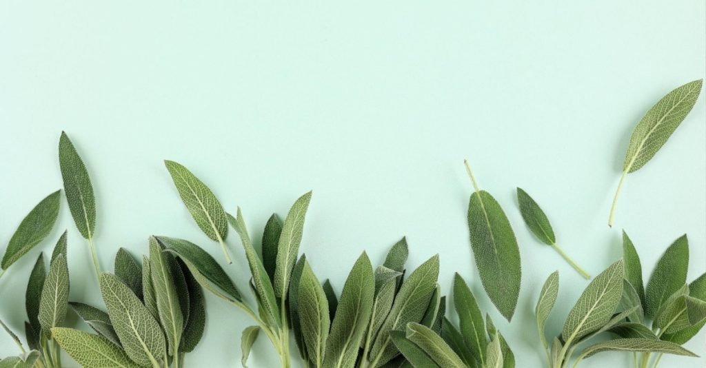 Orvosi zsálya (salvia officinalis) a házipatika fontos eleme